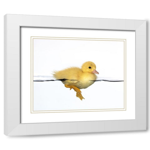 Patito amarillo White Modern Wood Framed Art Print with Double Matting by Isarpl