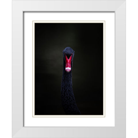 Portrait Of A Black Swan White Modern Wood Framed Art Print with Double Matting by Tennant, Julie