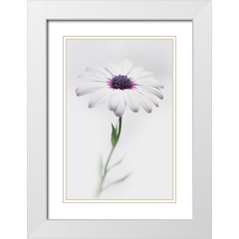 In My Garden_3 White Modern Wood Framed Art Print with Double Matting by Grambone, Antonio