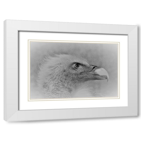 Bald Eagle White Modern Wood Framed Art Print with Double Matting by Andreescu, Cristian