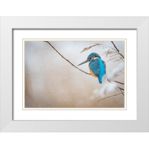 Common kingfisher White Modern Wood Framed Art Print with Double Matting by Vasilev, Yordan