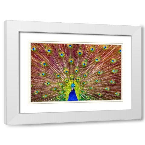 Peacock White Modern Wood Framed Art Print with Double Matting by Michael