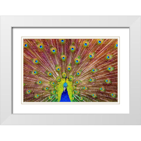 Peacock White Modern Wood Framed Art Print with Double Matting by Michael