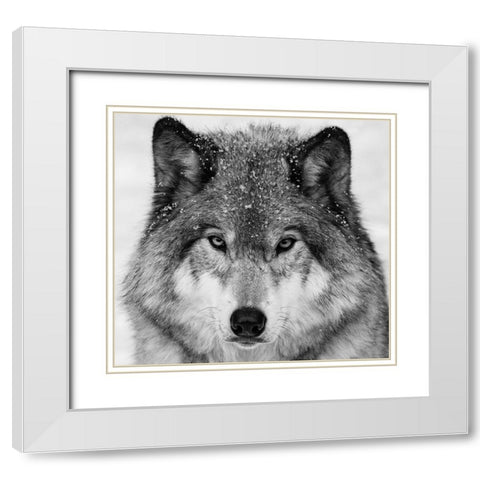 Wolf Portrait White Modern Wood Framed Art Print with Double Matting by Costina, Mircea