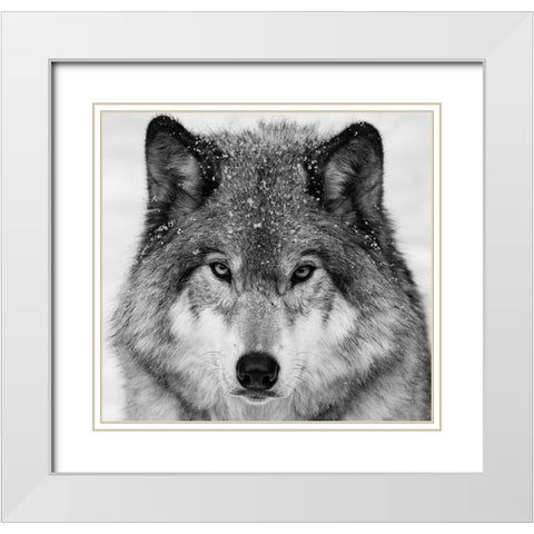 Wolf Portrait White Modern Wood Framed Art Print with Double Matting by Costina, Mircea