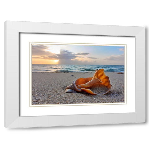 Snail Shell In The Spotlight Of Nature White Modern Wood Framed Art Print with Double Matting by Balzer, Bodo