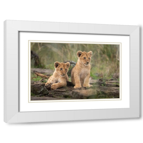 Little Lion Cubs White Modern Wood Framed Art Print with Double Matting by Katz, Daniel