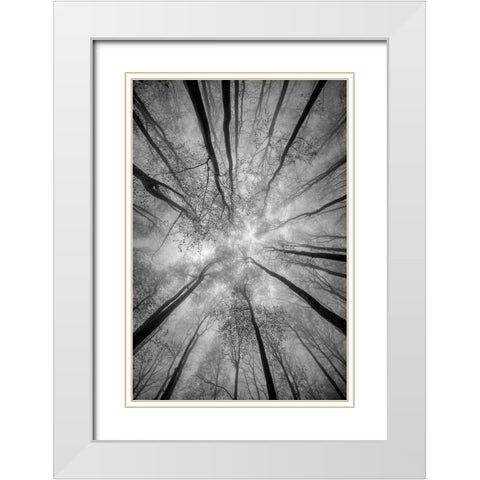 Treetops White Modern Wood Framed Art Print with Double Matting by Pavlasek, Tom