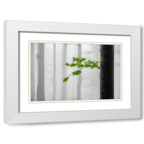 Green leaves White Modern Wood Framed Art Print with Double Matting by Pavlasek, Tom