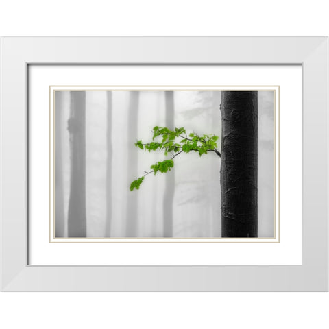 Green leaves White Modern Wood Framed Art Print with Double Matting by Pavlasek, Tom