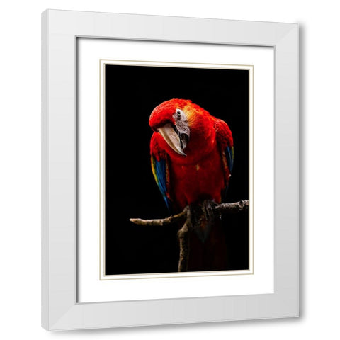 Portrait Of Scarlet Macaw White Modern Wood Framed Art Print with Double Matting by Halil, Andi