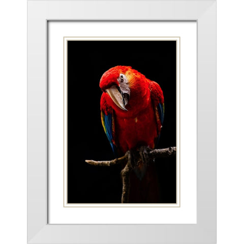 Portrait Of Scarlet Macaw White Modern Wood Framed Art Print with Double Matting by Halil, Andi