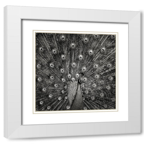 Peacock #6 White Modern Wood Framed Art Print with Double Matting by Meermann, Christian
