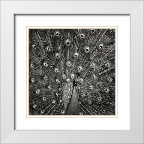 Peacock #6 White Modern Wood Framed Art Print with Double Matting by Meermann, Christian