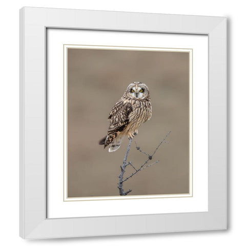 Short-Eared Owl White Modern Wood Framed Art Print with Double Matting by Luo, Donald