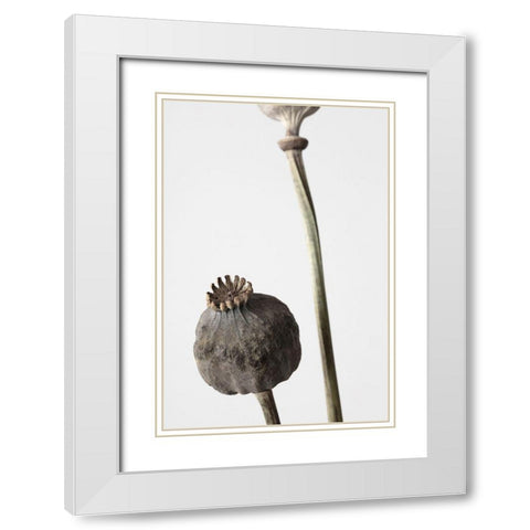 Dried_005 White Modern Wood Framed Art Print with Double Matting by 1x Studio III