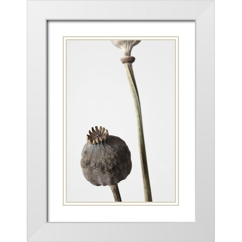 Dried_005 White Modern Wood Framed Art Print with Double Matting by 1x Studio III