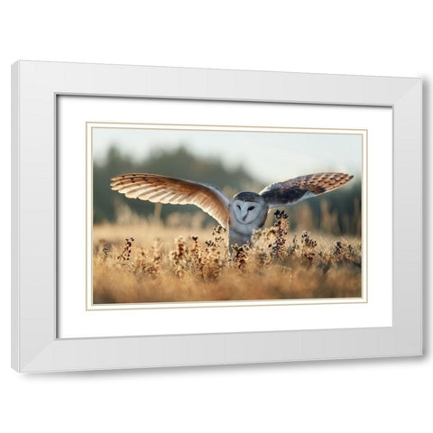 Sunrise White Modern Wood Framed Art Print with Double Matting by Firesova, Michaela