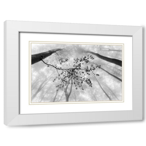 The branch White Modern Wood Framed Art Print with Double Matting by Pavlasek, Tom