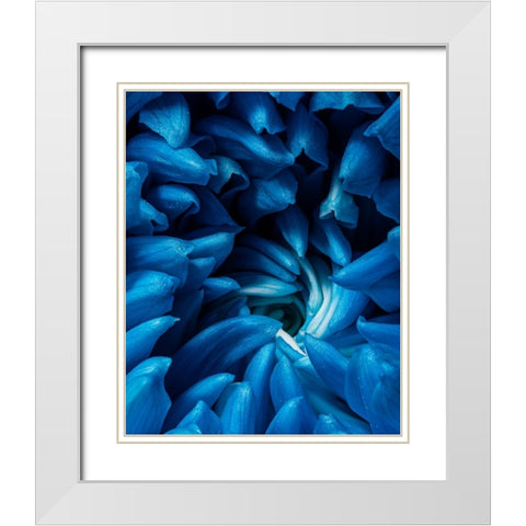 Blue chrysanthemum White Modern Wood Framed Art Print with Double Matting by Morozov, Konstantin