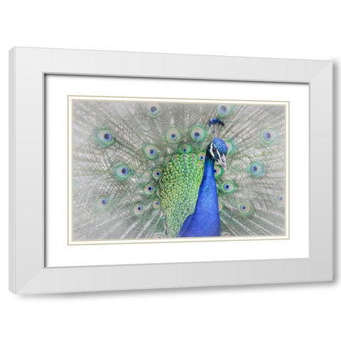 Peacock White Modern Wood Framed Art Print with Double Matting by Ren, Yuzheng