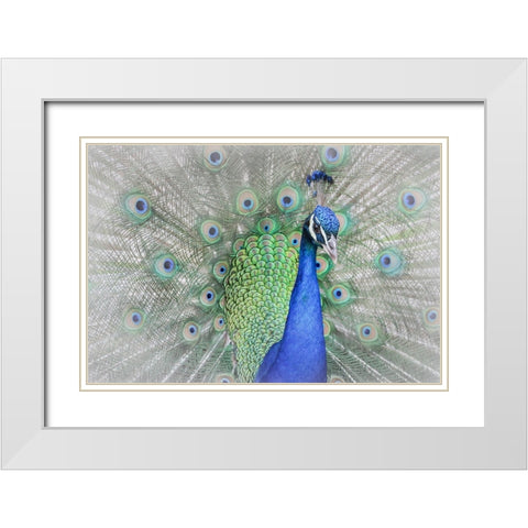 Peacock White Modern Wood Framed Art Print with Double Matting by Ren, Yuzheng