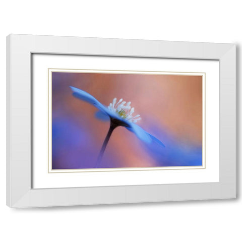 En blommas ljuvlighet. White Modern Wood Framed Art Print with Double Matting by Sjogren, Ylva