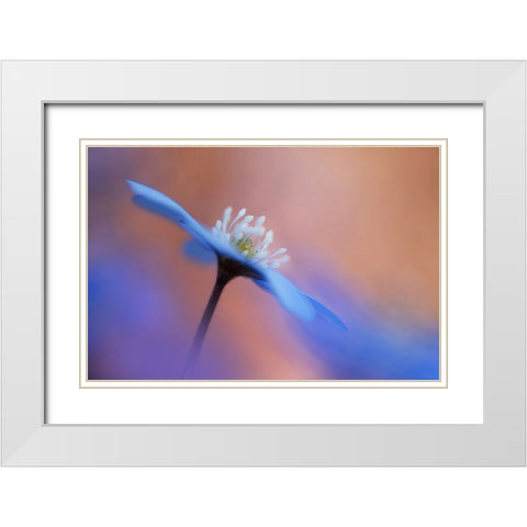 En blommas ljuvlighet. White Modern Wood Framed Art Print with Double Matting by Sjogren, Ylva