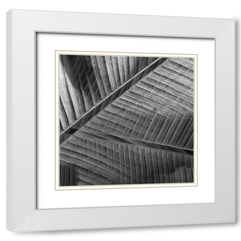 Banana lattice. White Modern Wood Framed Art Print with Double Matting by Ciappara Lrps., Simon