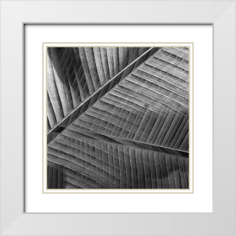 Banana lattice. White Modern Wood Framed Art Print with Double Matting by Ciappara Lrps., Simon