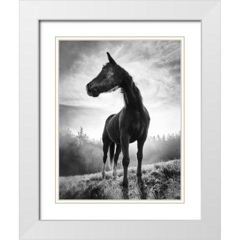 Backlight Horse White Modern Wood Framed Art Print with Double Matting by Accordini, Alessandro