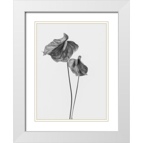 Anthurium White Modern Wood Framed Art Print with Double Matting by Gronkjar, Lotte