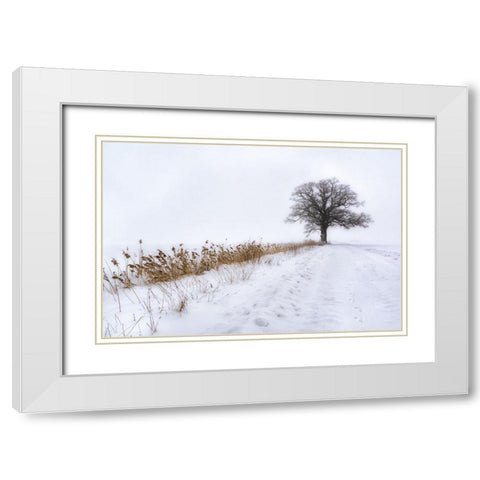 Oak in Fog White Modern Wood Framed Art Print with Double Matting by Riml, Ludwig