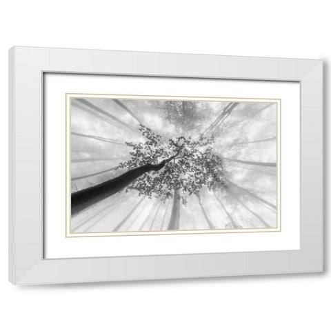 Spring foggy views White Modern Wood Framed Art Print with Double Matting by Pavlasek, Tom