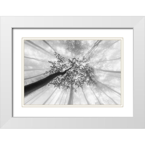 Spring foggy views White Modern Wood Framed Art Print with Double Matting by Pavlasek, Tom