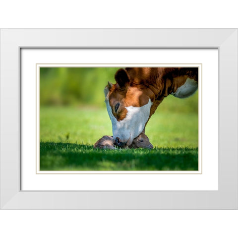 Cow Deer Love White Modern Wood Framed Art Print with Double Matting by Coenders, Chris