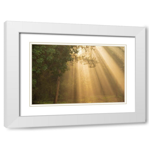 ray of light White Modern Wood Framed Art Print with Double Matting by Moshe, Mallal