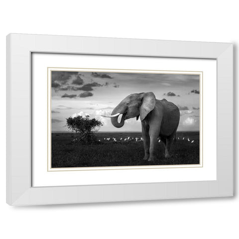 Beautiful Elephant White Modern Wood Framed Art Print with Double Matting by Sobhi, Ahmed
