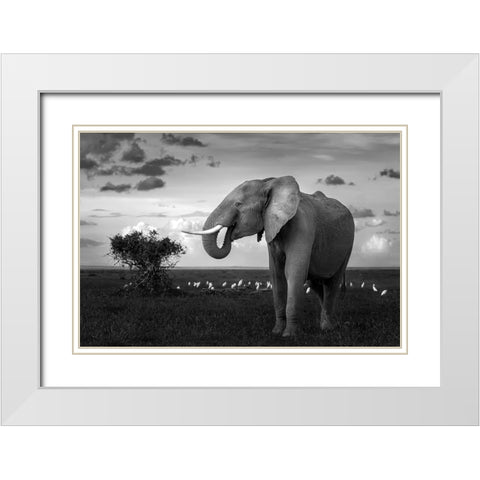 Beautiful Elephant White Modern Wood Framed Art Print with Double Matting by Sobhi, Ahmed