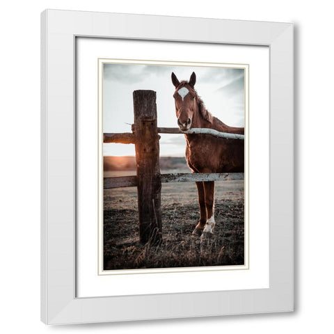 Horse Farm In Skairoai, Slovakia White Modern Wood Framed Art Print with Double Matting by Jakab, Gabriel