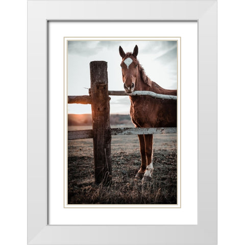 Horse Farm In Skairoai, Slovakia White Modern Wood Framed Art Print with Double Matting by Jakab, Gabriel