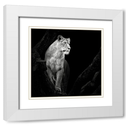 Lioness White Modern Wood Framed Art Print with Double Matting by Meermann, Christian