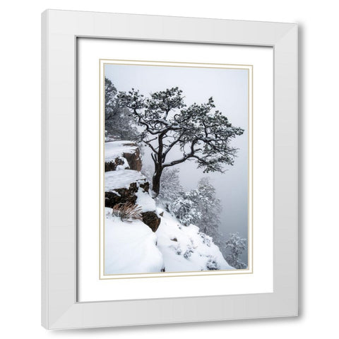 Tree, fog, canyon White Modern Wood Framed Art Print with Double Matting by Freitag, Mark