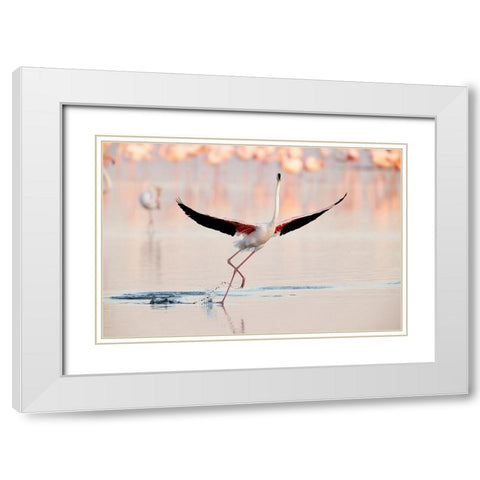 Flamingo Dancing White Modern Wood Framed Art Print with Double Matting by Gil Raga, Joan