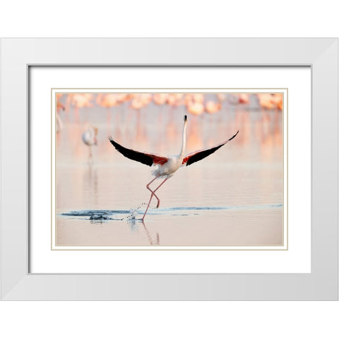 Flamingo Dancing White Modern Wood Framed Art Print with Double Matting by Gil Raga, Joan