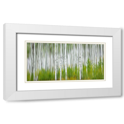 Aspen Forest White Modern Wood Framed Art Print with Double Matting by Yang, Jimmy