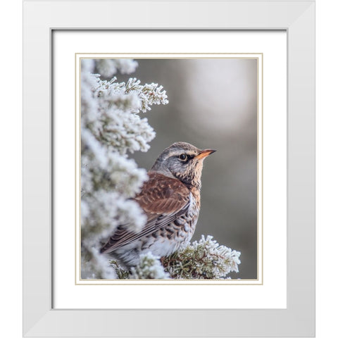 Fieldfare in a winter setting White Modern Wood Framed Art Print with Double Matting by Renmyr, Magnus