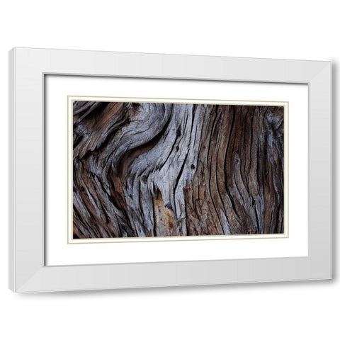 Eucalyptus Texture White Modern Wood Framed Art Print with Double Matting by Mossholder, Tim