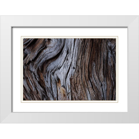 Eucalyptus Texture White Modern Wood Framed Art Print with Double Matting by Mossholder, Tim
