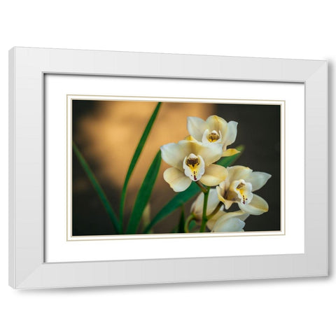 White Orchids White Modern Wood Framed Art Print with Double Matting by Mossholder, Tim
